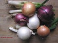 /album/galerie-de-photos/zwiebel-foto-jpg/